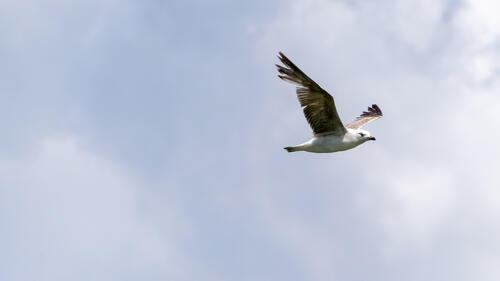 Seagull in flight